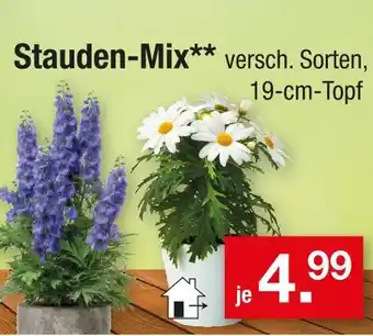 Zimmermann Stauden-mix Angebot