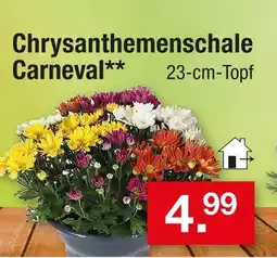 Zimmermann Chrysanthemenschale carnaval Angebot