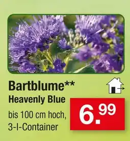 Zimmermann Bartblume heavenly blue Angebot