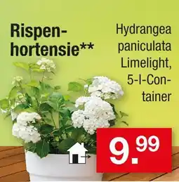 Zimmermann Rispenhortensie Angebot