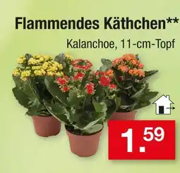 Zimmermann Flammendes käthchen Angebot