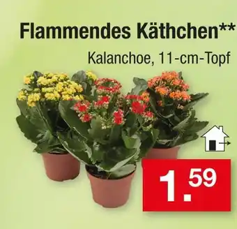 Zimmermann Flammendes käthchen Angebot
