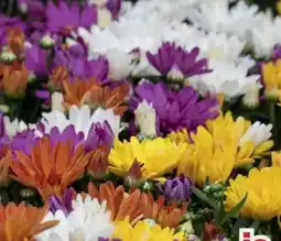 B1 Discount Baumarkt Bauernchrysanthemen Angebot