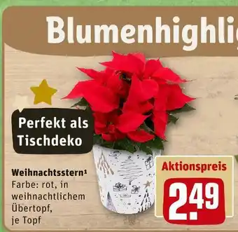 REWE Weihnachtsstern Angebot