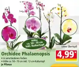 Norma Orchidee Phalaenopsis Angebot