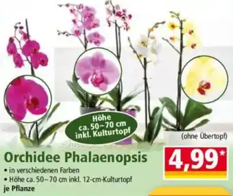Norma Orchidee Phalaenopsis Angebot
