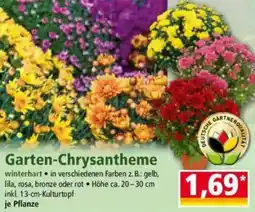 Norma Garten-Chrysantheme Angebot