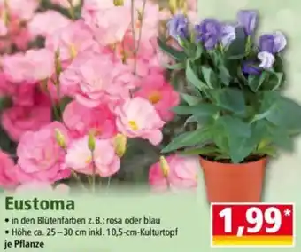 Norma Eustoma Angebot