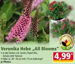Norma Veronika Hebe ,,All Blooms" Angebot