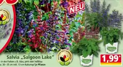 Norma Salvia ,,Salgoon Lake" Angebot