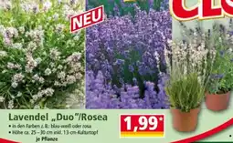 Norma Lavendel ,,Duo"/Rosea Angebot