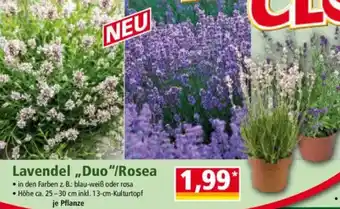 Norma Lavendel ,,Duo"/Rosea Angebot