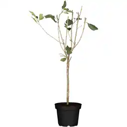 toom Baumarkt naturtalent by toom Naturtalent by toom Bio-Zwerg-Sauerkirsche 'Griotella' 23 cm Topf Angebot