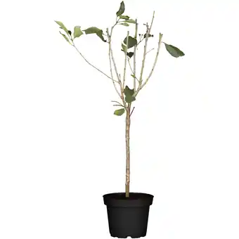 toom Baumarkt naturtalent by toom Naturtalent by toom Bio-Zwerg-Sauerkirsche 'Griotella' 23 cm Topf Angebot
