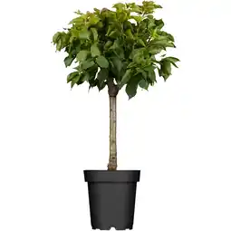 toom Baumarkt naturtalent by toom Naturtalent by toom Bio-Zwergaprikose 23 cm Topf Angebot