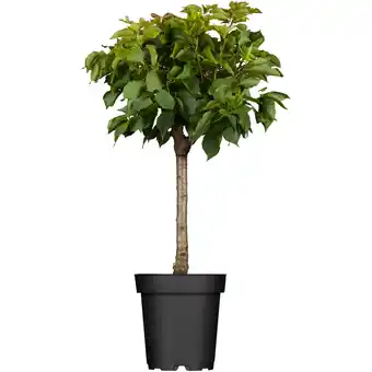 toom Baumarkt naturtalent by toom Naturtalent by toom Bio-Zwergaprikose 23 cm Topf Angebot