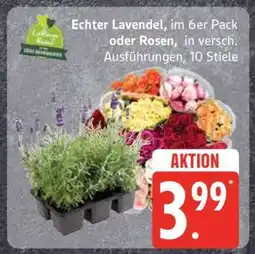 Edeka Echter Lavendel oder Rosen Angebot