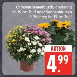 Edeka Chrysanthemenbusch oder Sonnenblumen Angebot