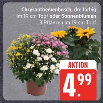 Edeka Chrysanthemenbusch oder Sonnenblumen Angebot