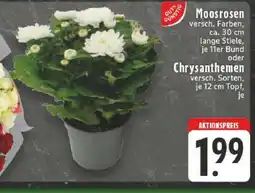 Edeka Moosrosen oder Chrysanthemen Angebot