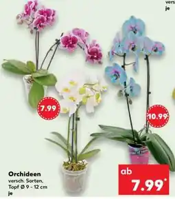 Kaufland Orchideen Angebot
