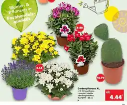 Kaufland Gartenpflanzen XL Angebot