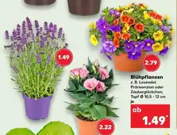 Kaufland Blühpflanzen Angebot