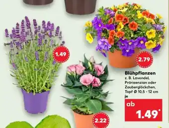 Kaufland Blühpflanzen Angebot