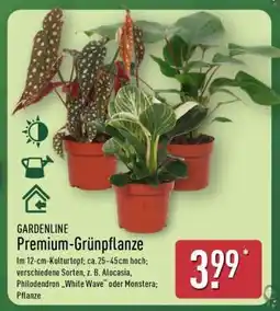 Aldi Nord Premium-Grünpflanze Angebot