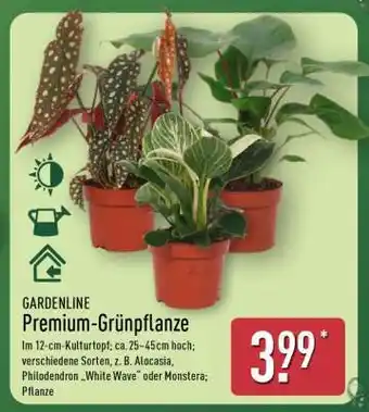 Aldi Nord Premium-Grünpflanze Angebot