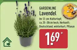 Aldi Nord GARDENLINE Lavendel Angebot
