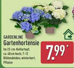Aldi Nord Gartenhortensie Angebot