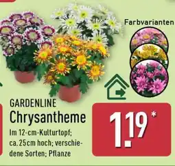 Aldi Nord GARDENLINE Chrysantheme Angebot