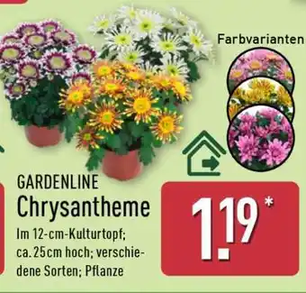Aldi Nord GARDENLINE Chrysantheme Angebot