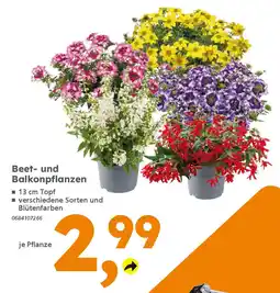 Globus Baumarkt Beet- und Balkonpflanzen Angebot