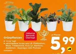 Globus Baumarkt Grünpflanzen Angebot