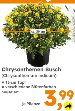 Globus Baumarkt Chrysanthemen Busch (Chrysanthemum indicum) Angebot
