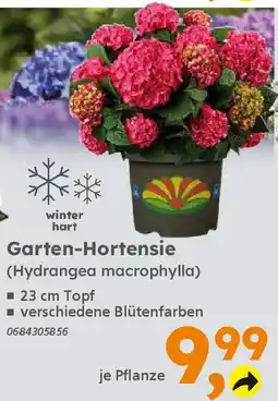 Globus Baumarkt Garten-Hortensie (Hydrangea macrophylla) Angebot
