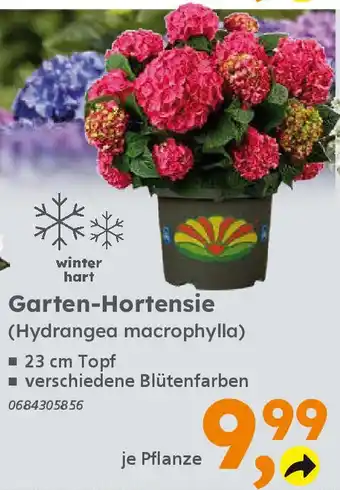 Globus Baumarkt Garten-Hortensie (Hydrangea macrophylla) Angebot