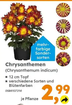 Globus Baumarkt Chrysanthemen (Chrysanthemum indicum) Angebot