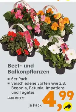 Globus Baumarkt Beet- und Balkonpflanzen Angebot