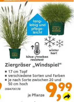 Globus Baumarkt Ziergräser „Windspiel❝ Angebot