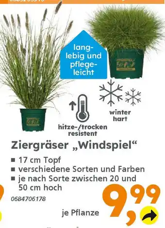 Globus Baumarkt Ziergräser „Windspiel❝ Angebot