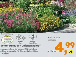 Globus Baumarkt Sommerstauden „Bienenweide❝ Angebot