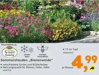 Globus Baumarkt Sommerstauden „Bienenweide❝ Angebot