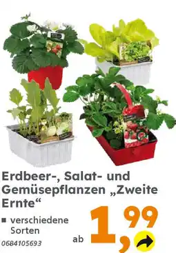 Globus Baumarkt Erdbeer-, Salat- und Gemüsepflanzen „Zweite Ernte" Angebot