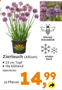 Globus Baumarkt Zierlauch (Allium) Angebot