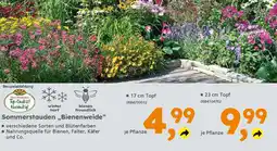 Globus Baumarkt Sommerstauden „Bienenweide❝ Angebot