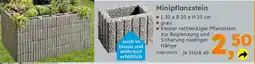 Globus Baumarkt Minipflanzstein Angebot