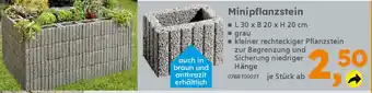 Globus Baumarkt Minipflanzstein Angebot